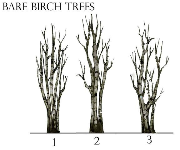Bare Trees.jpg
