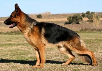 german-shepherd-dog.jpg