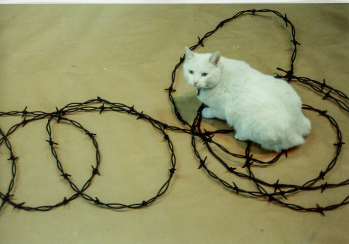 barbed wire438.jpg
