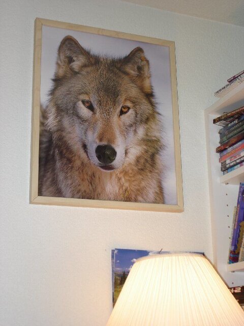 facethwolf.JPG