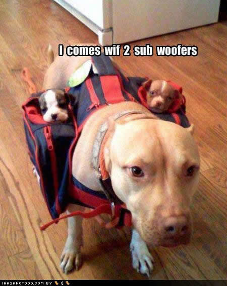 funny-dog-pictures-sub-woofers.jpg