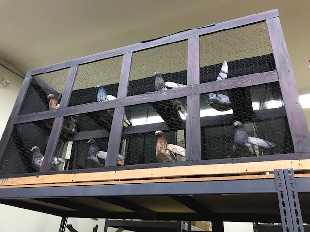 Nazi pigeons for The Producers